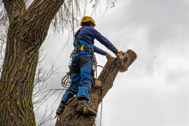 Best Tree Mulching  in Countryside, VA