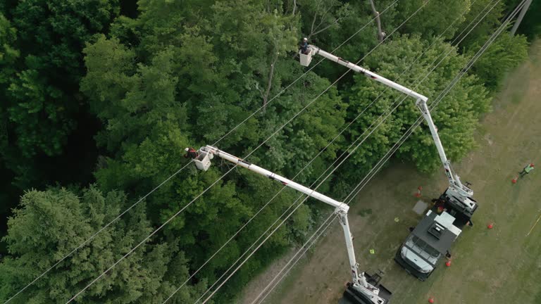 Best Tree Removal  in Countryside, VA