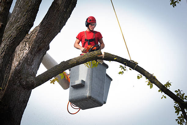 Best Root Management and Removal  in Countryside, VA