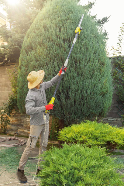 Best Fruit Tree Pruning  in Countryside, VA